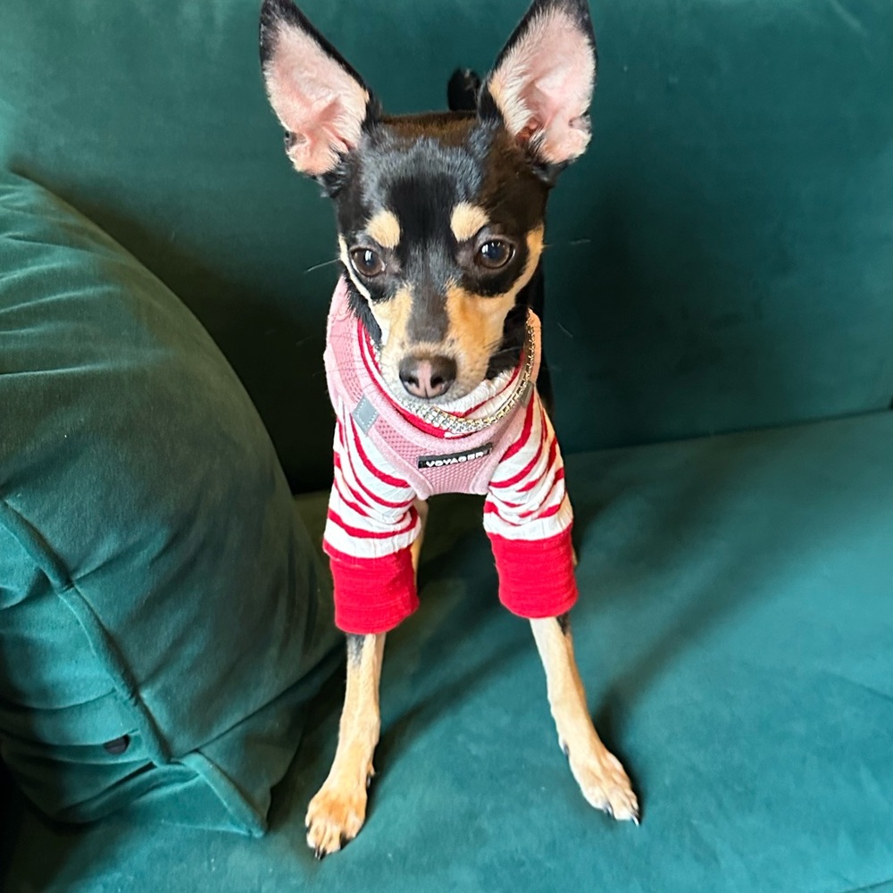Striped red jersey sweater dog shirt